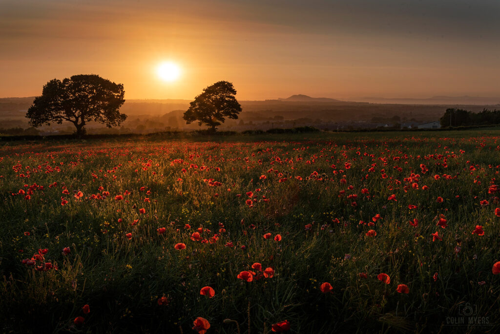 Sunset Poppies