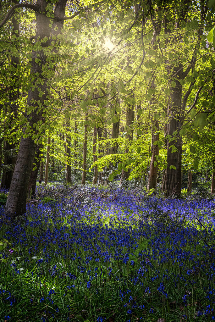 Bluebells Dalkeith, Midlothian