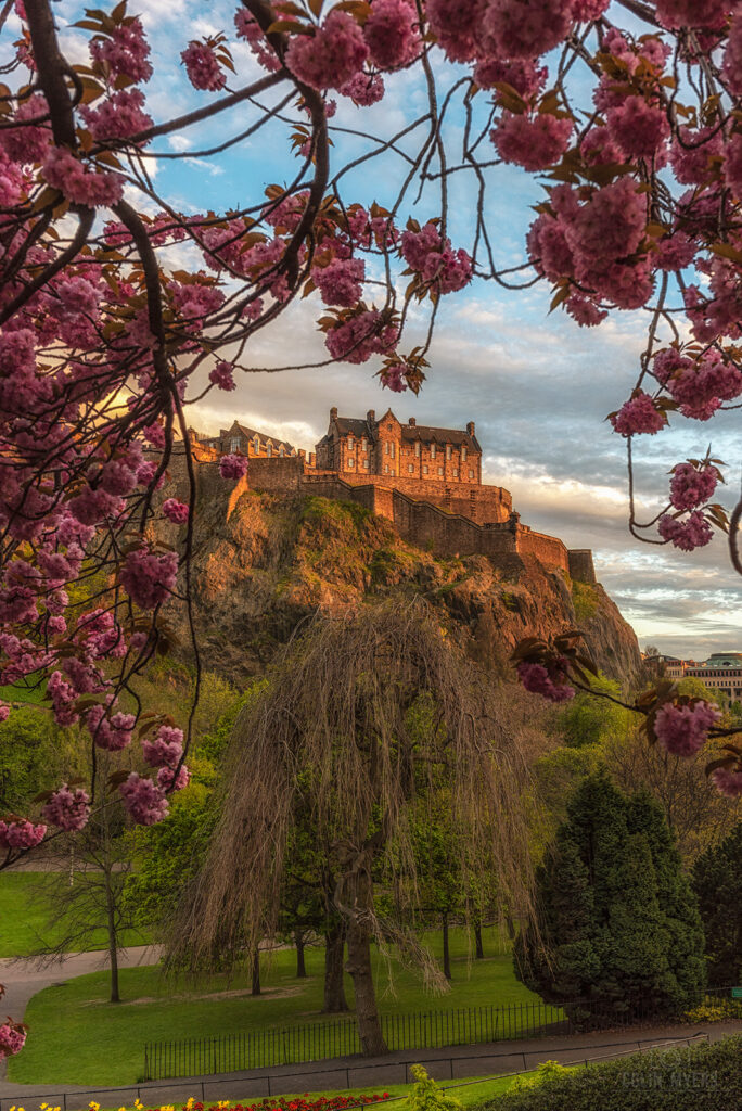 Edinburgh Castle & Cherry Blossom (Portrait)