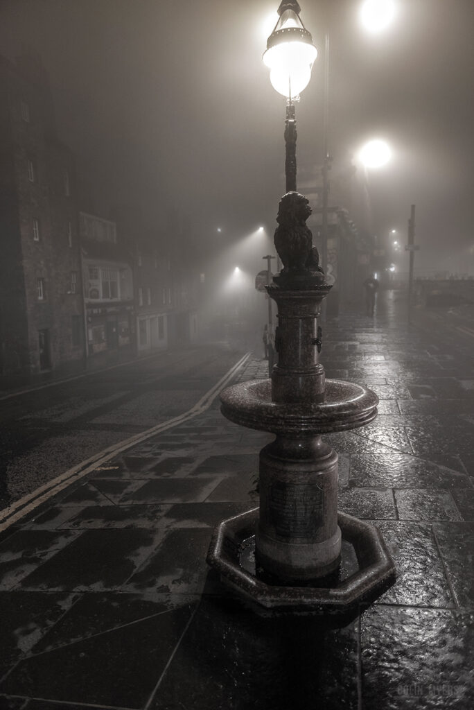 Dog In The Fog