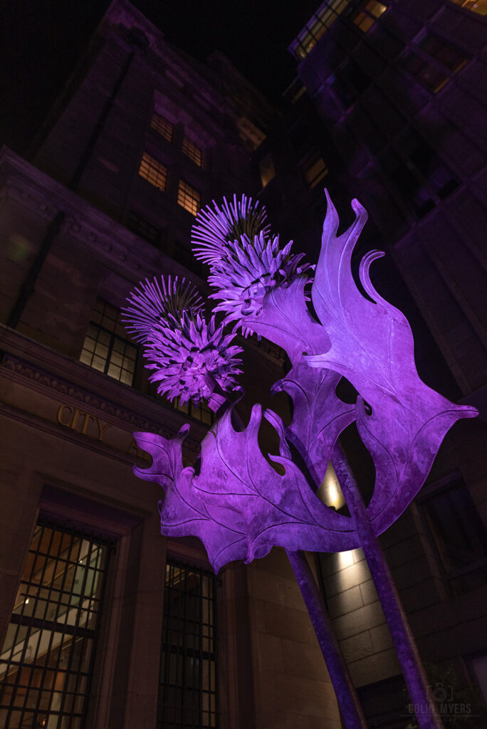 Edinburgh Purple Thistle