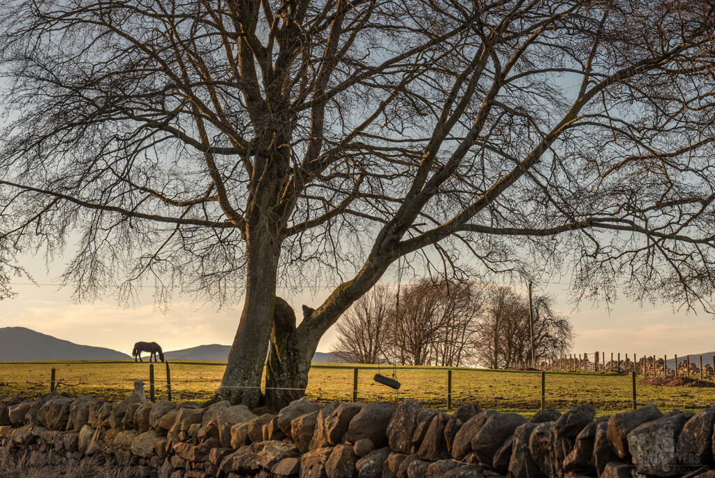 Midlothian Swing & Horse