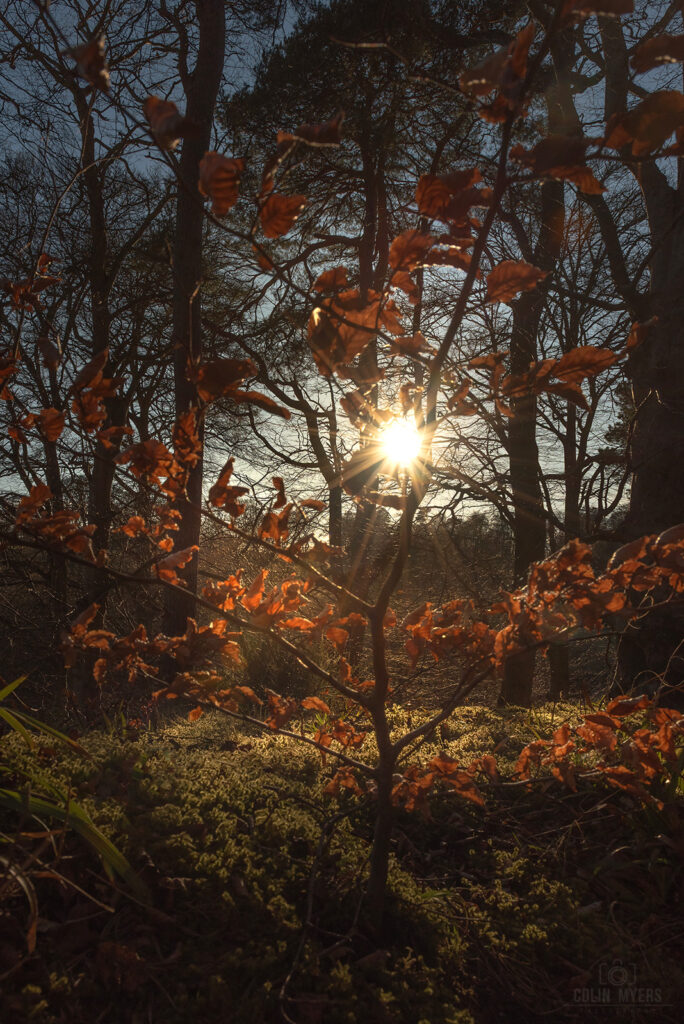 Sunset Leaves Temple Midlothian