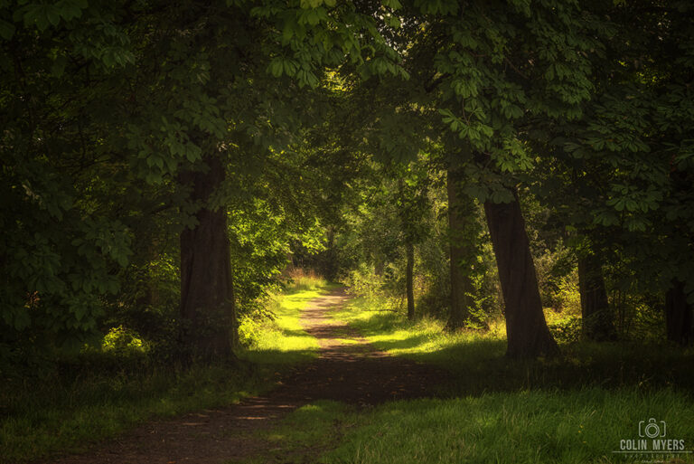 Edinburgh Woodland Sunshine