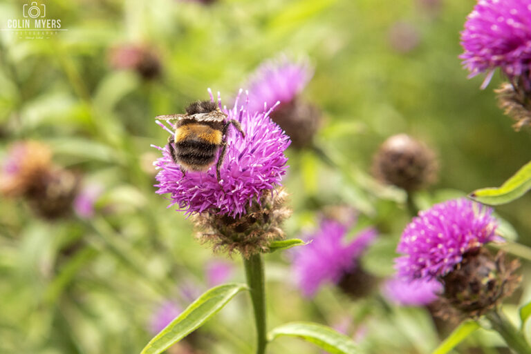 Bee & Thistle